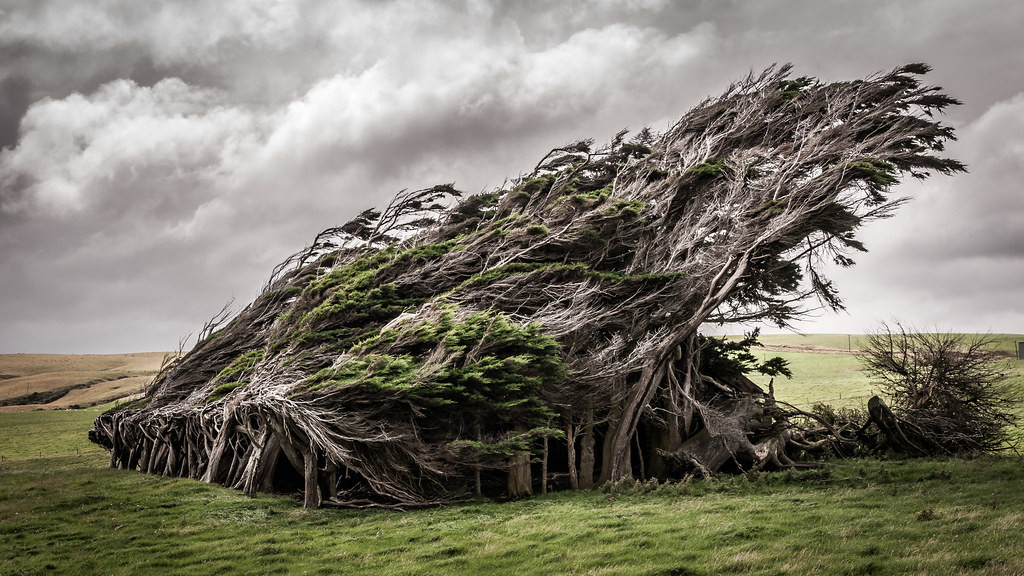 The 5 Strange Trees Which The Wonders Of Nature In The World